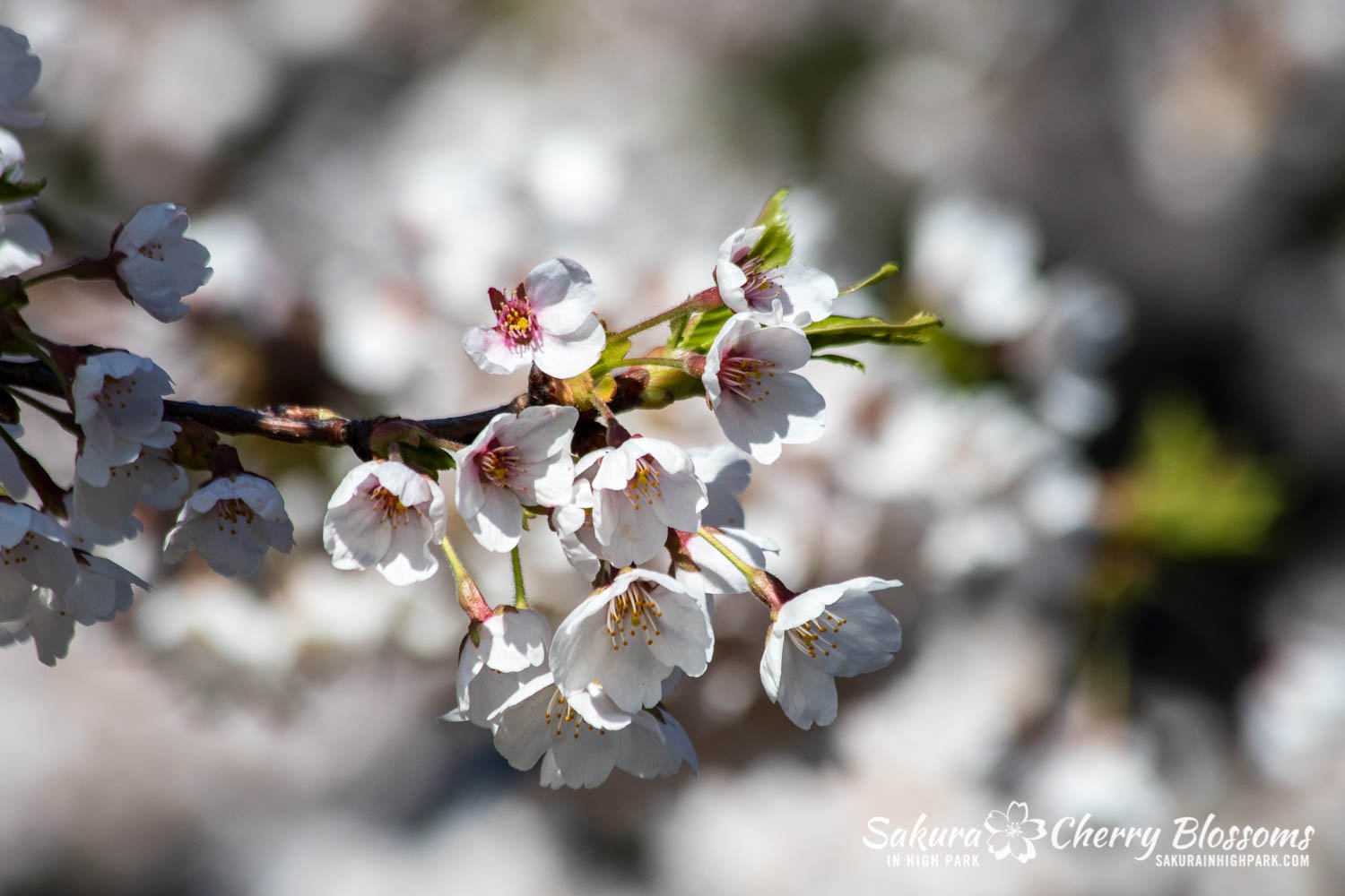 Sakura Watch May 9, 2022 - Good weather helps the Peak Bloom